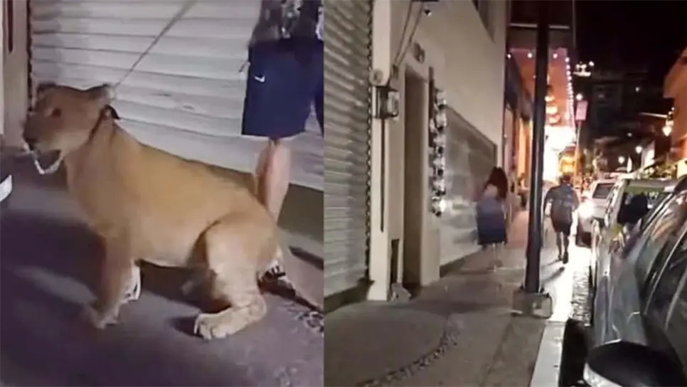 Ante la difusión del video, las autoridades municipales de Puerto Vallarta actuaron con prontitud. Informaron que ya presentaron la denuncia correspondiente ante instancias federales