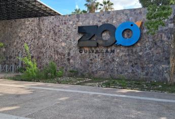 Zoológico de Culiacán presentará a cuatro cachorros de tigre de bengala este viernes 11 de julio