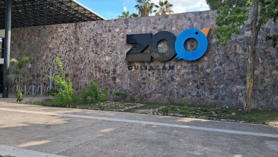 Zoológico de Culiacán presentará a cuatro cachorros de tigre de bengala este viernes 11 de julio Zoológico de Culiacán presentará a cuatro cachorros de tigre de bengala este viernes 11 de julio