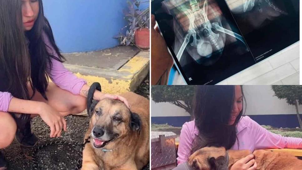 Osito, el perrito agredido, será operado en Mazatlán Osito, el perrito agredido, será operado en Mazatlán