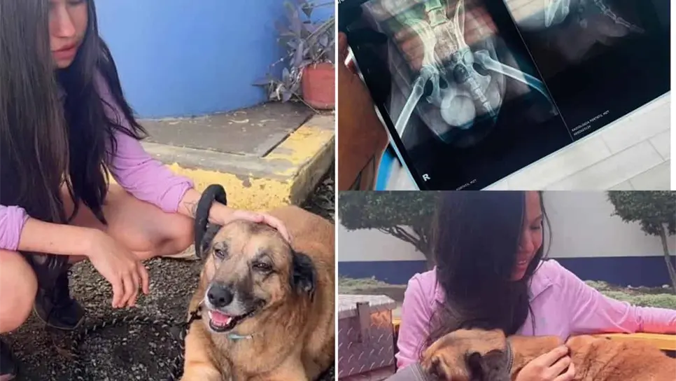 Osito, el perrito agredido, será operado en Mazatlán