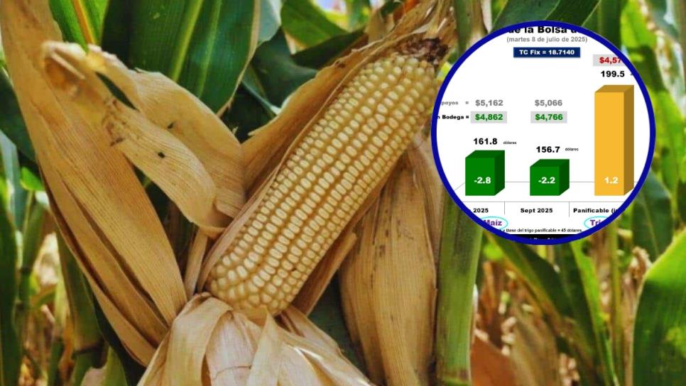Se desploma el precio internacional del maíz: vuelve al nivel más bajo del 2025 Se desploma el precio internacional del maíz: vuelve al nivel más bajo del 2025