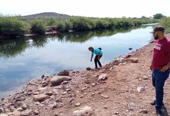 Reportan mortandad de peces en el canal Cahuinahua en El Fuerte por presunta contaminación