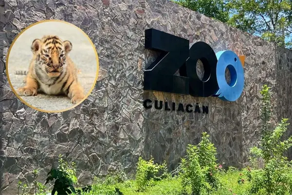 Zoológico de Culiacán invita a conocer a los nuevos cachorros de tigre de Bengala