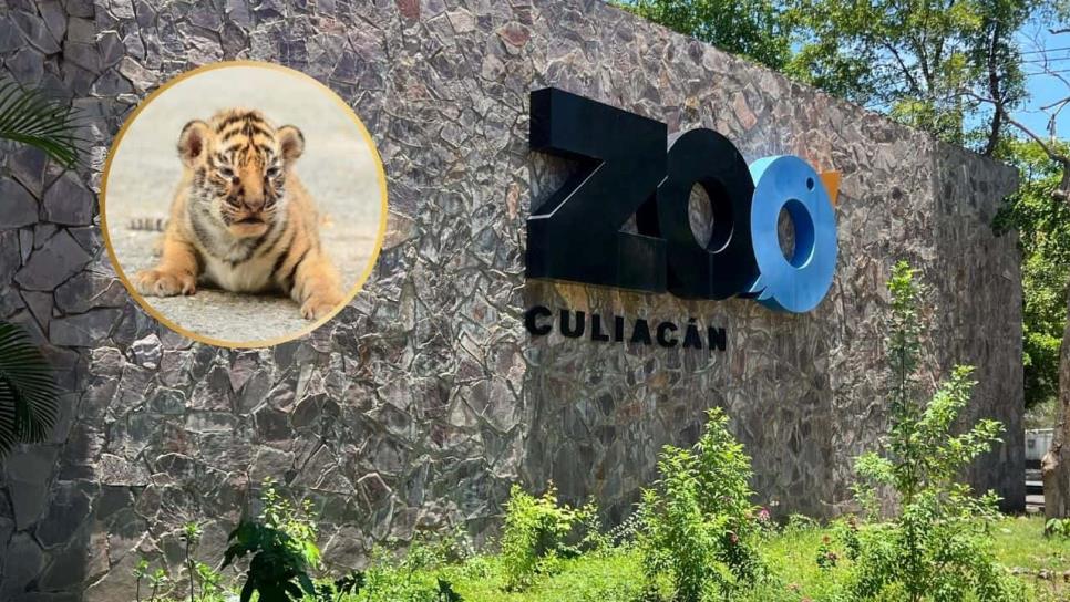 Zoológico de Culiacán invita a conocer a los nuevos cachorros de tigre de Bengala Zoológico de Culiacán invita a conocer a los nuevos cachorros de tigre de Bengala