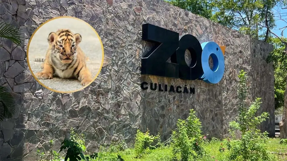 Los nuevos cachorros de tigre de Bengala se presentarán el próximo viernes 11 de julio. FOTO: Luz Noticias.