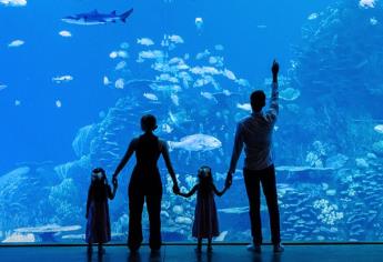 Gran Acuario Mazatlán: ¿Cuánto cuesta el Plan Familiar y qué incluye?