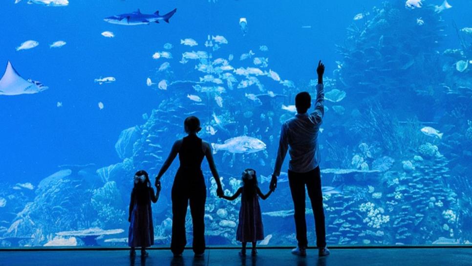 Gran Acuario Mazatlán: ¿Cuánto cuesta el Plan Familiar y qué incluye? Gran Acuario Mazatlán: ¿Cuánto cuesta el Plan Familiar y qué incluye?