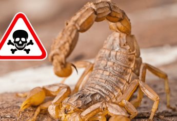 Qué atrae a los alacranes y cómo mantenerlos alejados de tu hogar