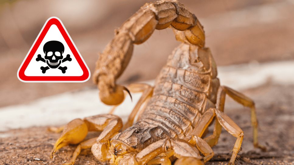 Qué atrae a los alacranes y cómo mantenerlos alejados de tu hogar Qué atrae a los alacranes y cómo mantenerlos alejados de tu hogar