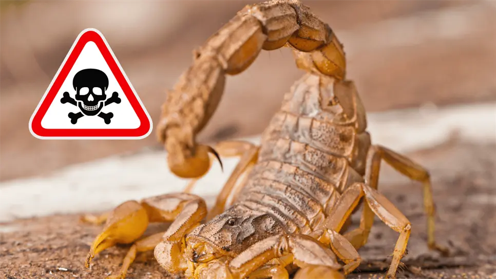 FOTO: Temporada de alacranes.