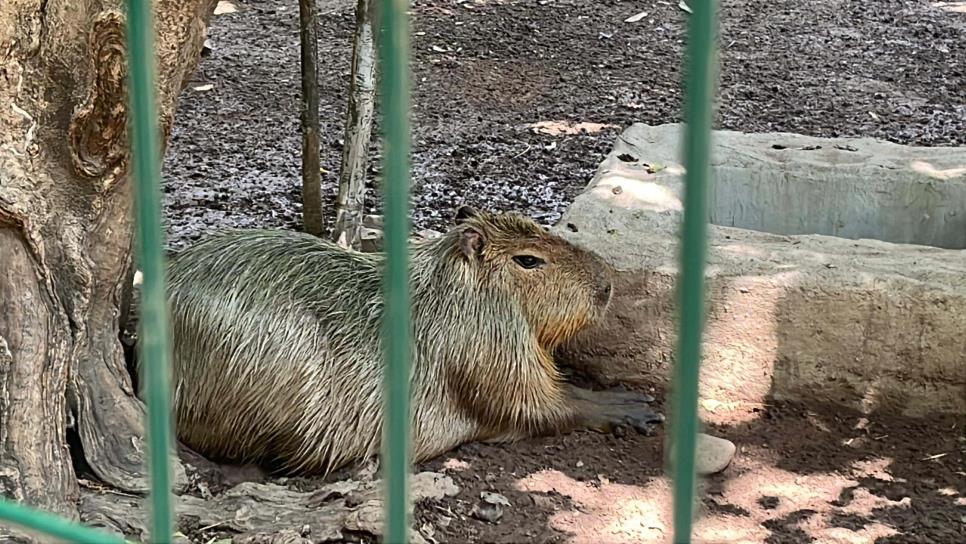 ¿Conoces a la Capibara del Zoológico de Culiacán? Aquí te la presentamos ¿Conoces a la Capibara del Zoológico de Culiacán? Aquí te la presentamos