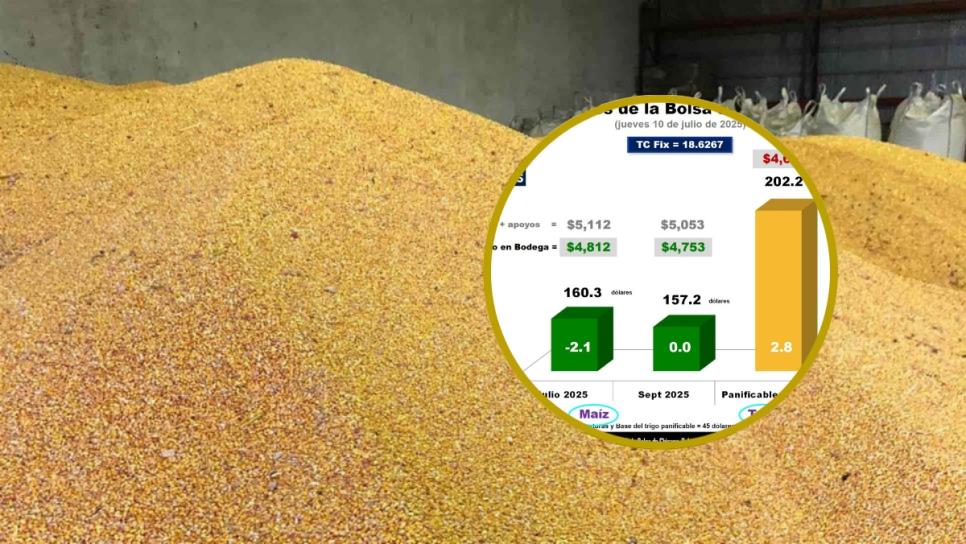 Se debilitan exportaciones de maíz en EE.UU; el precio cae a $4,812 por tonelada Se debilitan exportaciones de maíz en EE.UU; el precio cae a $4,812 por tonelada