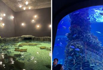 ¡Niños GRATIS! En el Gran Acuario Mazatlán, conoce todo sobre esta promoción