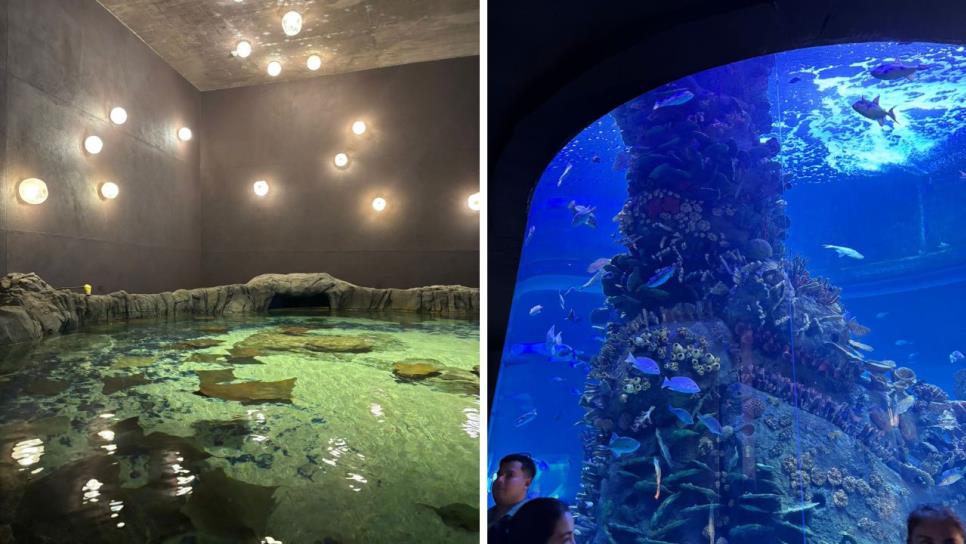 ¡Niños GRATIS! En el Gran Acuario Mazatlán, conoce todo sobre esta promoción ¡Niños GRATIS! En el Gran Acuario Mazatlán, conoce todo sobre esta promoción