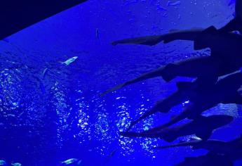 Gran Acuario Mazatlán invita a la “Semana por los tiburones”: ¿en qué consiste?