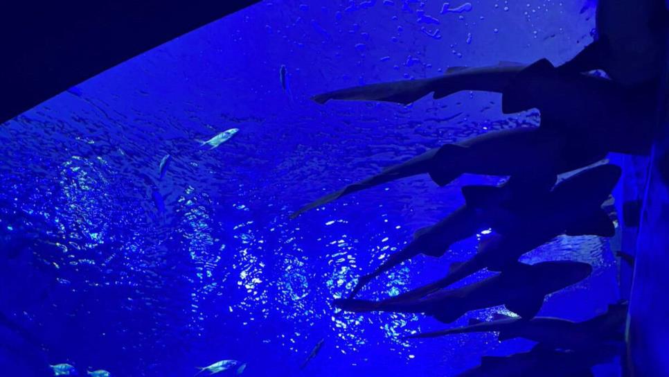 Gran Acuario Mazatlán invita a la “Semana por los tiburones”: ¿en qué consiste? Gran Acuario Mazatlán invita a la “Semana por los tiburones”: ¿en qué consiste?
