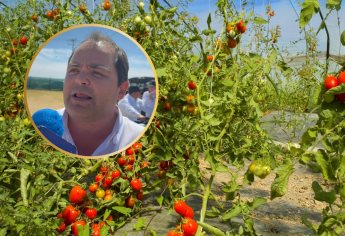 ¡Arancel al tomate mexicano! : EE.UU. cobrará 20.9% más desde este lunes 