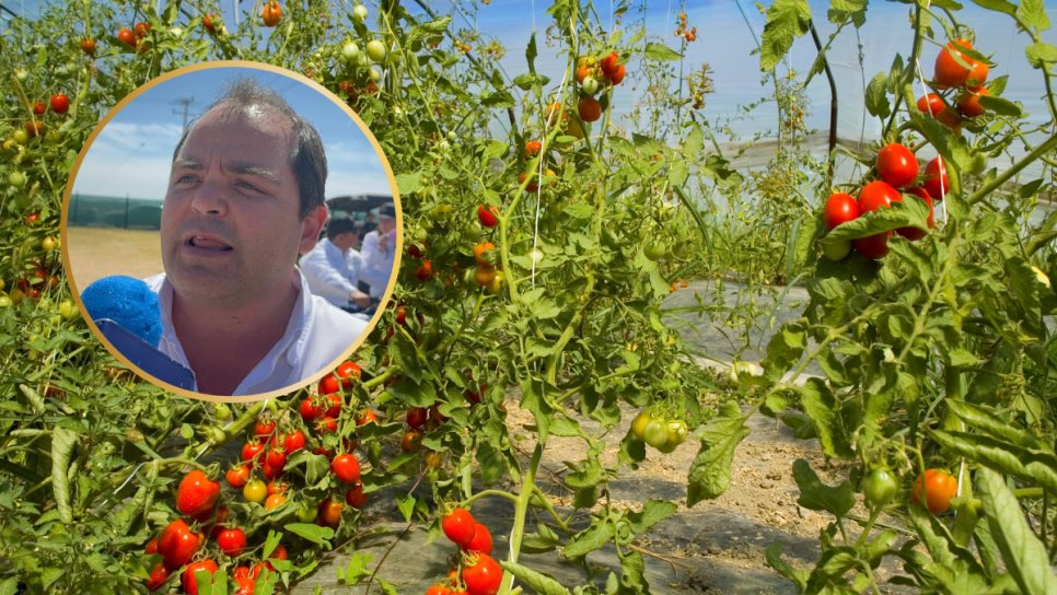 ¡Arancel al tomate mexicano! : EE.UU. cobrará 20.9% más desde este lunes ¡Arancel al tomate mexicano! : EE.UU. cobrará 20.9% más desde este lunes