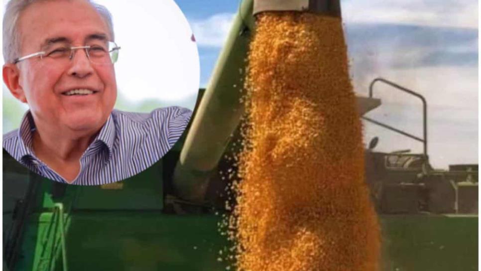 Con gestión de Rocha Moya, Sinaloa acelera venta de 400 mil toneladas de maíz Con gestión de Rocha Moya, Sinaloa acelera venta de 400 mil toneladas de maíz