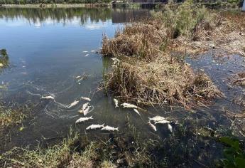 Laguna del Camarón en Mazatlán registra mortandad de peces este lunes 