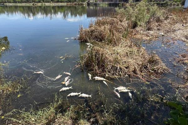 Laguna del Camarón en Mazatlán registra mortandad de peces este lunes 