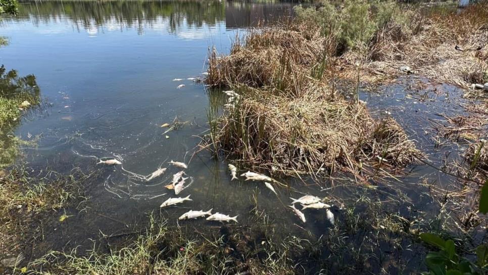 Laguna del Camarón en Mazatlán registra mortandad de peces este lunes Laguna del Camarón en Mazatlán registra mortandad de peces este lunes