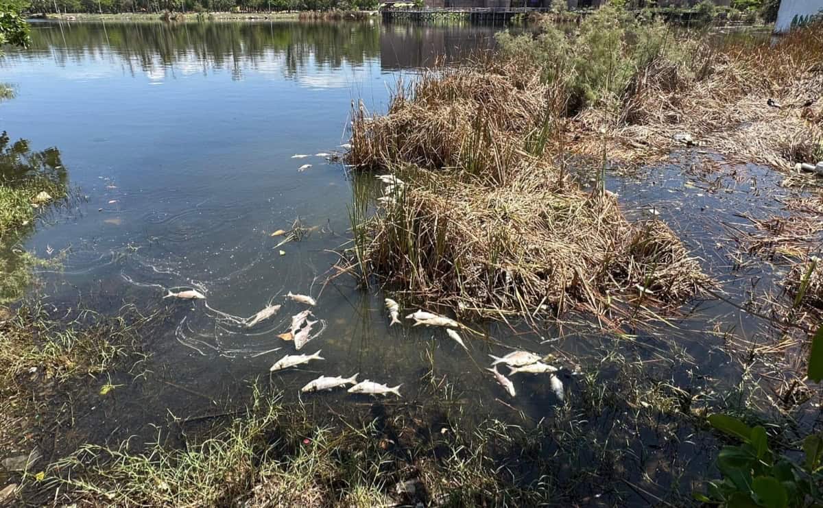 FOTO: Laguna del Camarón en Mazatlán registra mortandad de peces este lunes