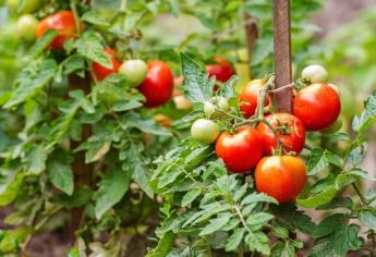 Productores de Sinaloa preparan defensa tras arancel al tomate: Esto no se acaba aquí