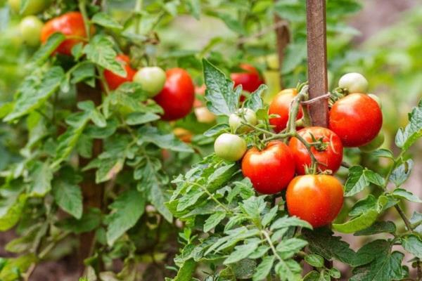 Productores de Sinaloa preparan defensa tras arancel al tomate: Esto no se acaba aquí