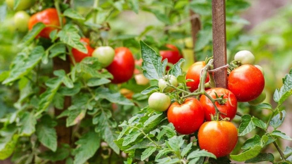 Productores de Sinaloa preparan defensa tras arancel al tomate: Esto no se acaba aquí Productores de Sinaloa preparan defensa tras arancel al tomate: Esto no se acaba aquí