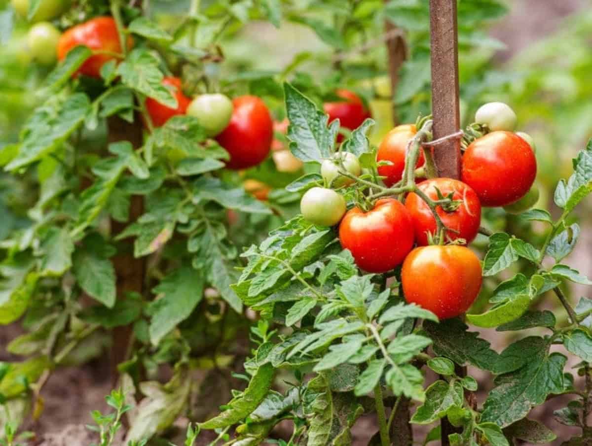Productores de Sinaloa preparan defensa tras arancel al tomate: Esto no se acaba aquí