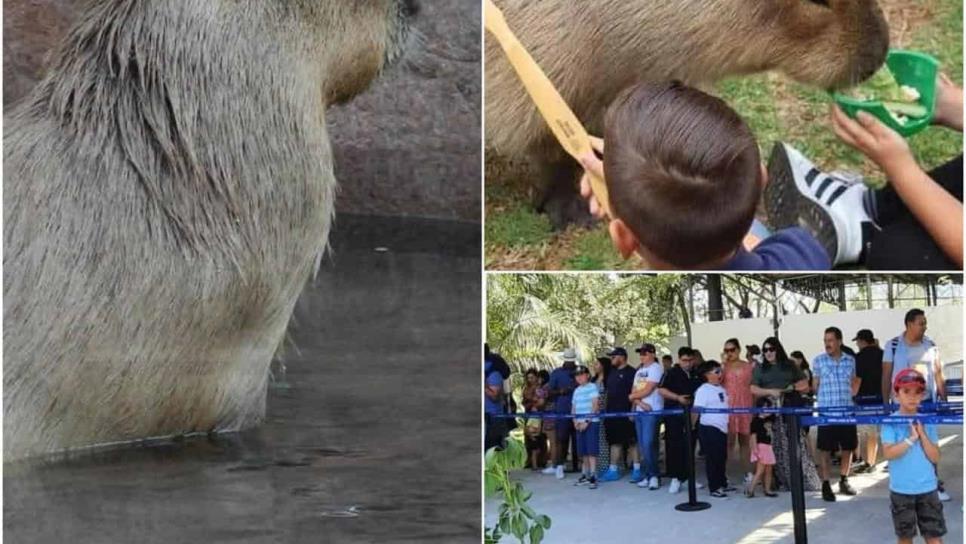 ¿Ya llegaron los capibaras al Acuario de Mazatlán? ¿Ya llegaron los capibaras al Acuario de Mazatlán?
