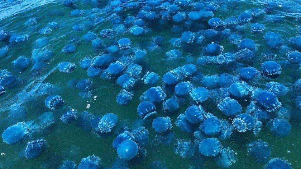 Medusa bola de cañón, de las especies marinas que más exporta Sonora al mundo | VIDEO