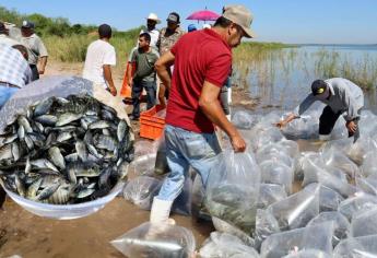 Sinaloa inicia repoblamiento de presas con 24 millones de alevines de tilapia