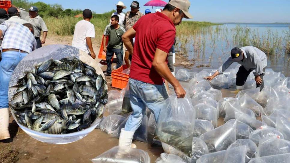 Sinaloa inicia repoblamiento de presas con 24 millones de alevines de tilapia Sinaloa inicia repoblamiento de presas con 24 millones de alevines de tilapia