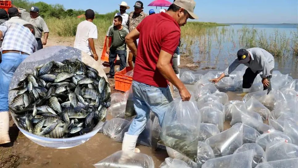 FOTO: Sinaloa inicia repoblamiento de presas con 24 millones de alevines de tilapia