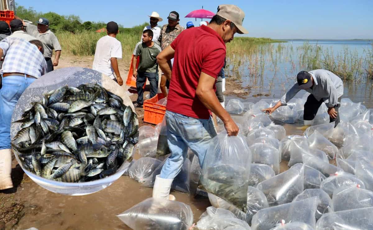 Sinaloa inicia repoblamiento de presas con 24 millones de alevines de tilapia