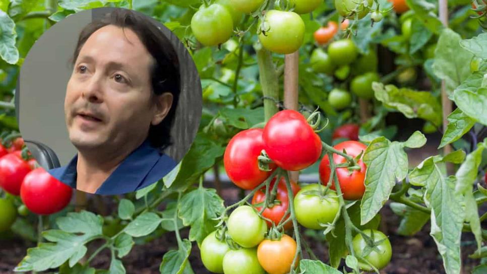 Productores de Sinaloa buscan eliminar arancel del 17% al tomate impuesto por Estados Unidos Productores de Sinaloa buscan eliminar arancel del 17% al tomate impuesto por Estados Unidos