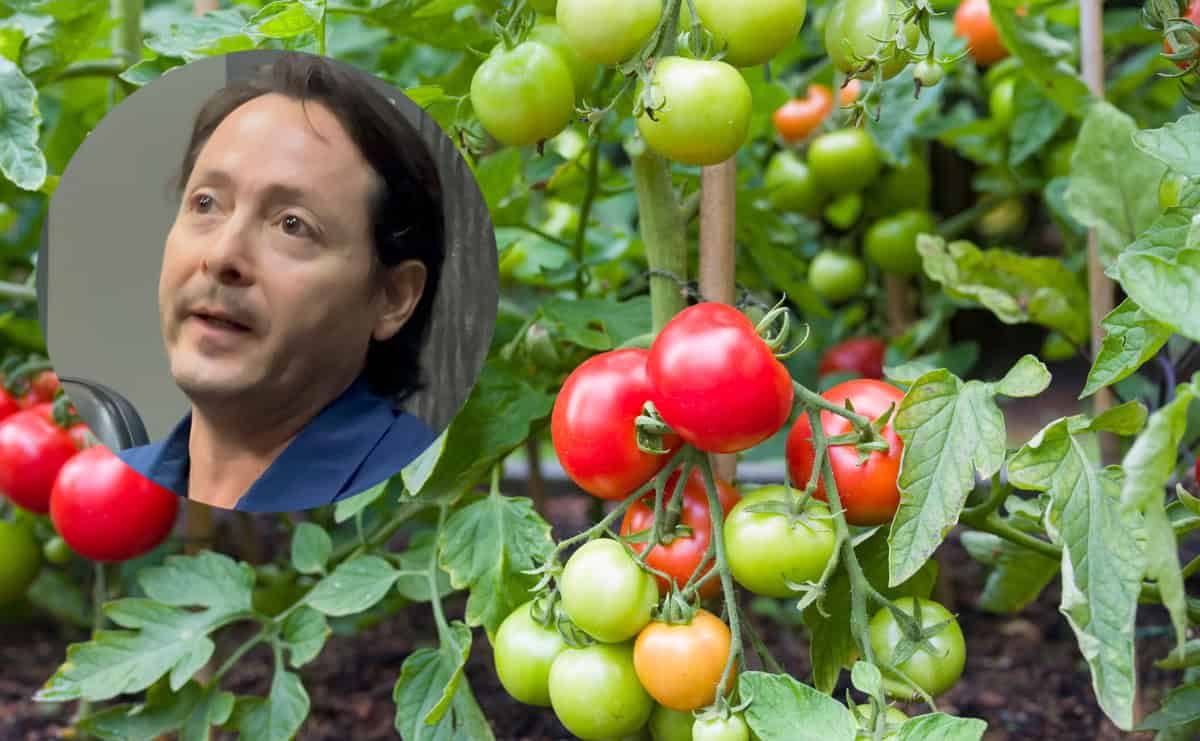 Productores de Sinaloa buscan eliminar arancel del 17% al tomate impuesto por Estados Unidos