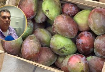 Productores de mango en Sinaloa temen aranceles de EU ante lenta comercialización