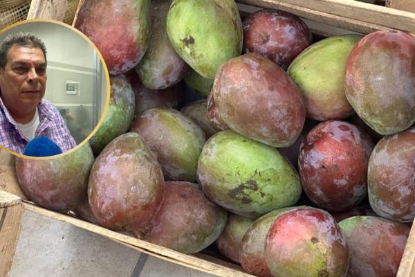 Productores de mango en Sinaloa temen aranceles de EU ante lenta comercialización