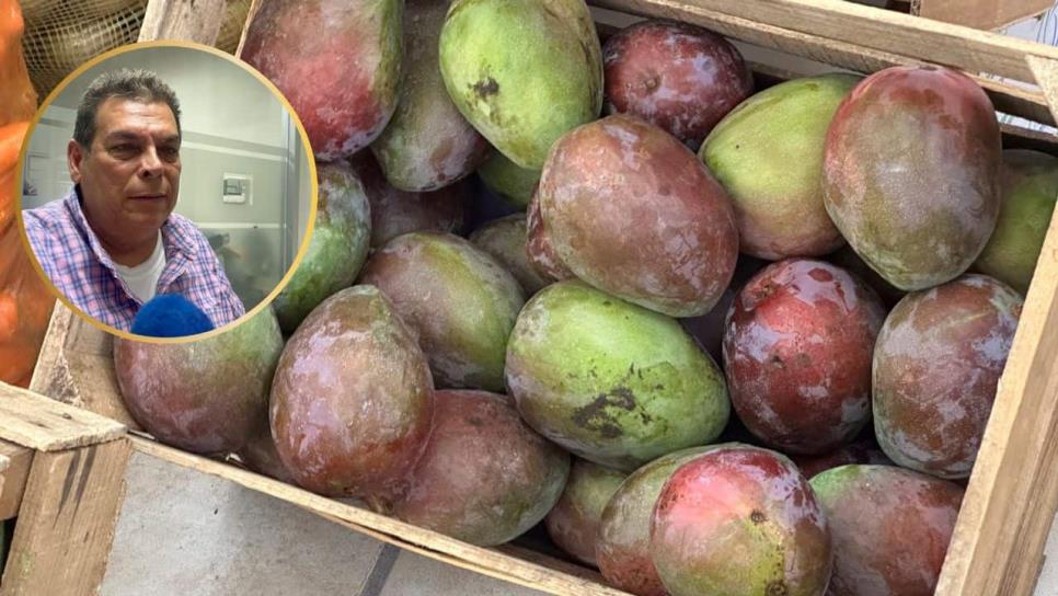 Productores de mango en Sinaloa temen aranceles de EU ante lenta comercialización