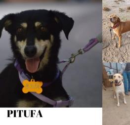 Huellitas del Bienestar llega al Parque Central: este sábado esteriliza y adopta un perrito Huellitas del Bienestar llega al Parque Central: este sábado esteriliza y adopta un perrito