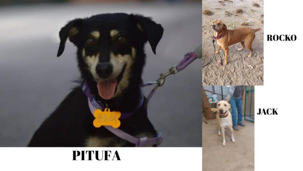 Huellitas del Bienestar llega al Parque Central: este sábado esteriliza y adopta un perrito