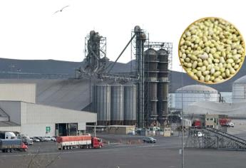 Programa de acopio de frijol Sinaloa 2025 vence con producto en bodegas