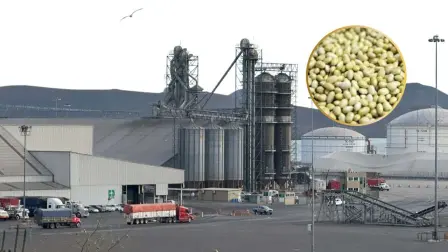 Programa de acopio de frijol Sinaloa 2025 vence con producto en bodegas Programa de acopio de frijol Sinaloa 2025 vence con producto en bodegas