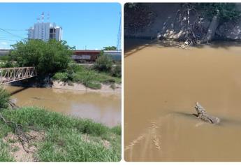 Captan a cocodrilo en las aguas del canal Recursos en Culiacán