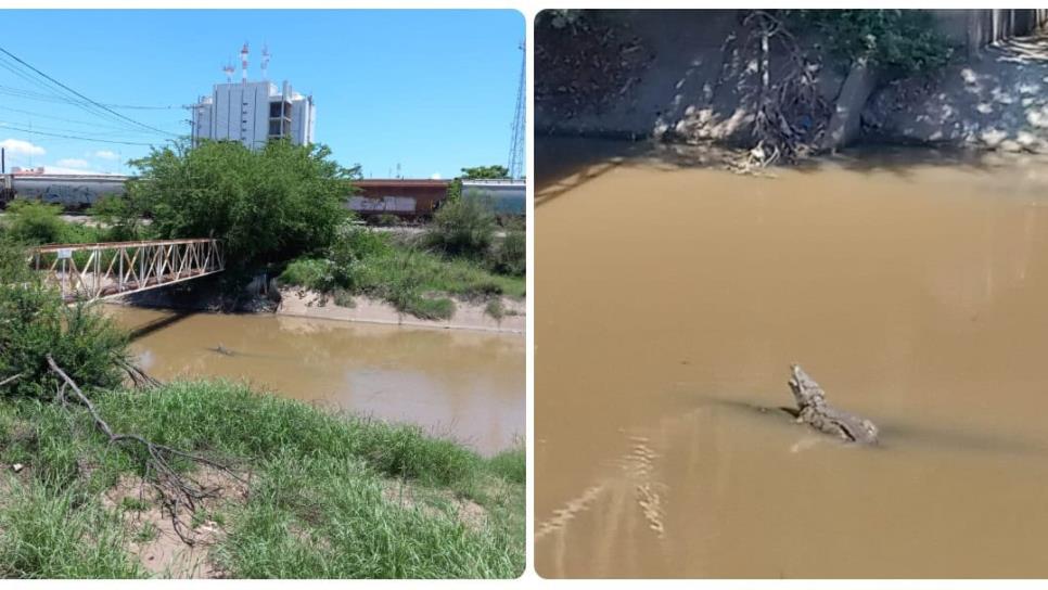 Captan a cocodrilo en las aguas del canal Recursos en Culiacán Captan a cocodrilo en las aguas del canal Recursos en Culiacán