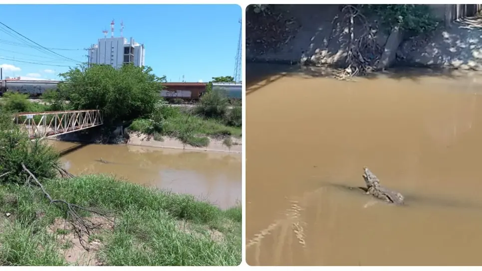 El cocodrilo fue captado tomando el sol en el lugar. (FOTO: Cortesía).
